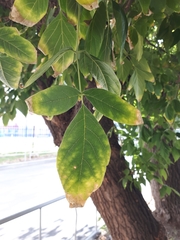 Acer negundo