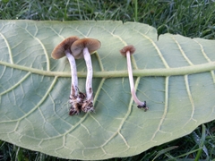 Psilocybe tasmaniana
