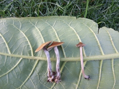 Psilocybe tasmaniana