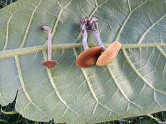 Psilocybe tasmaniana