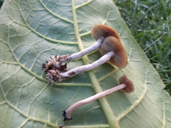 Psilocybe tasmaniana