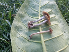 Psilocybe tasmaniana