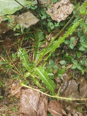 Cirsium monspessulanum