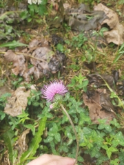 Cirsium monspessulanum
