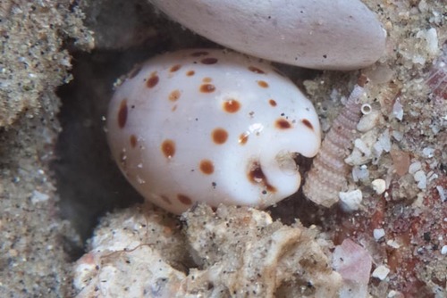 punctate cowrie