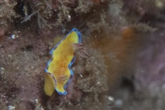 Goniobranchus albopunctatus