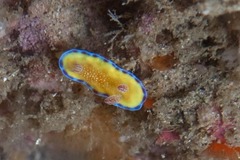 Goniobranchus albopunctatus