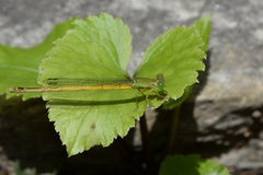 Ceriagrion melanurum