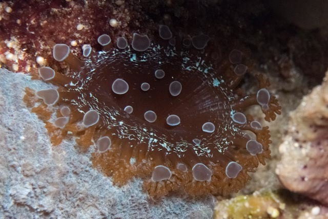 Crab anemone