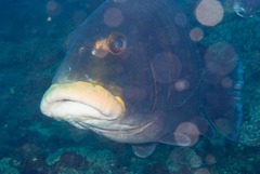 Plectorhinchus plagiodesmus