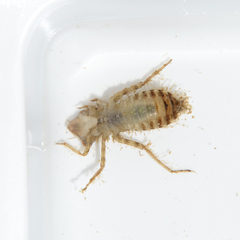 Libellulidae