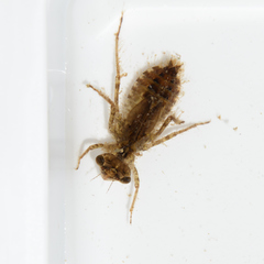 Libellulidae
