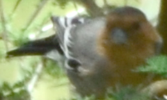 Melaniparus fringillinus