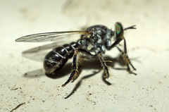 Atomosia melanopogon