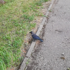 Corvus monedula