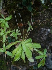 Pinguicula longifolia