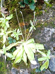 Pinguicula longifolia