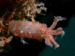 Sepia papuensis