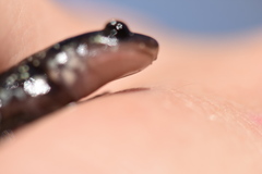 Plethodon kiamichi