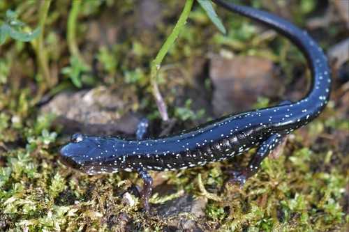 Kiamichi Slimy Salamander