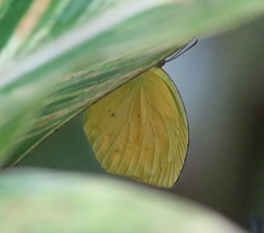 Pyrisitia dina