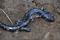 Plethodon kiamichi