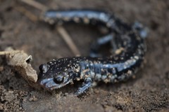 Plethodon kiamichi