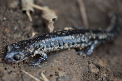 Plethodon kiamichi