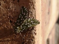 Drepanogynis bifasciata