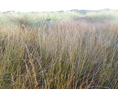Juncus edgariae