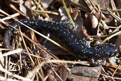 Plethodon kiamichi