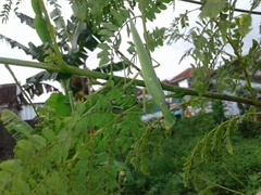 Hierodula patellifera