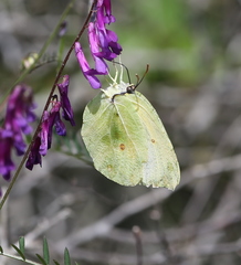 Gonepteryx cleopatra