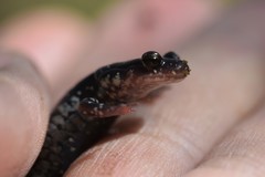 Plethodon kiamichi