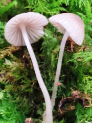 Mycena rubromarginata