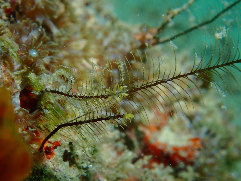 Nemertesia indivisa