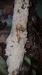 Cylindrobasidium evolvens