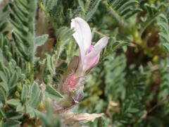 Astragalus sempervirens