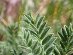 Astragalus sempervirens