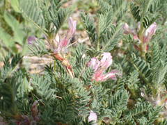 Astragalus sempervirens