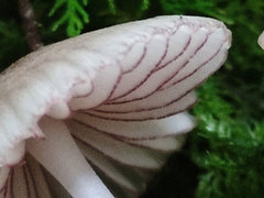 Mycena rubromarginata