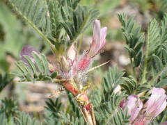 Astragalus sempervirens
