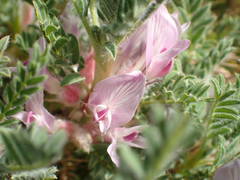 Astragalus sempervirens