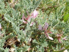 Astragalus sempervirens