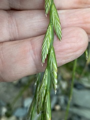 Lolium perenne perenne