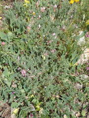 Astragalus sempervirens