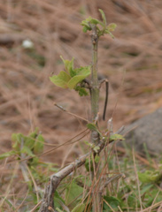 Vangueria