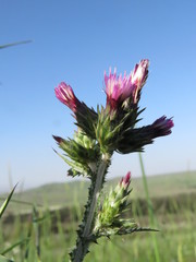 Carduus argentatus