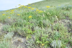 Pastinaca clausii