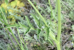 Pastinaca clausii